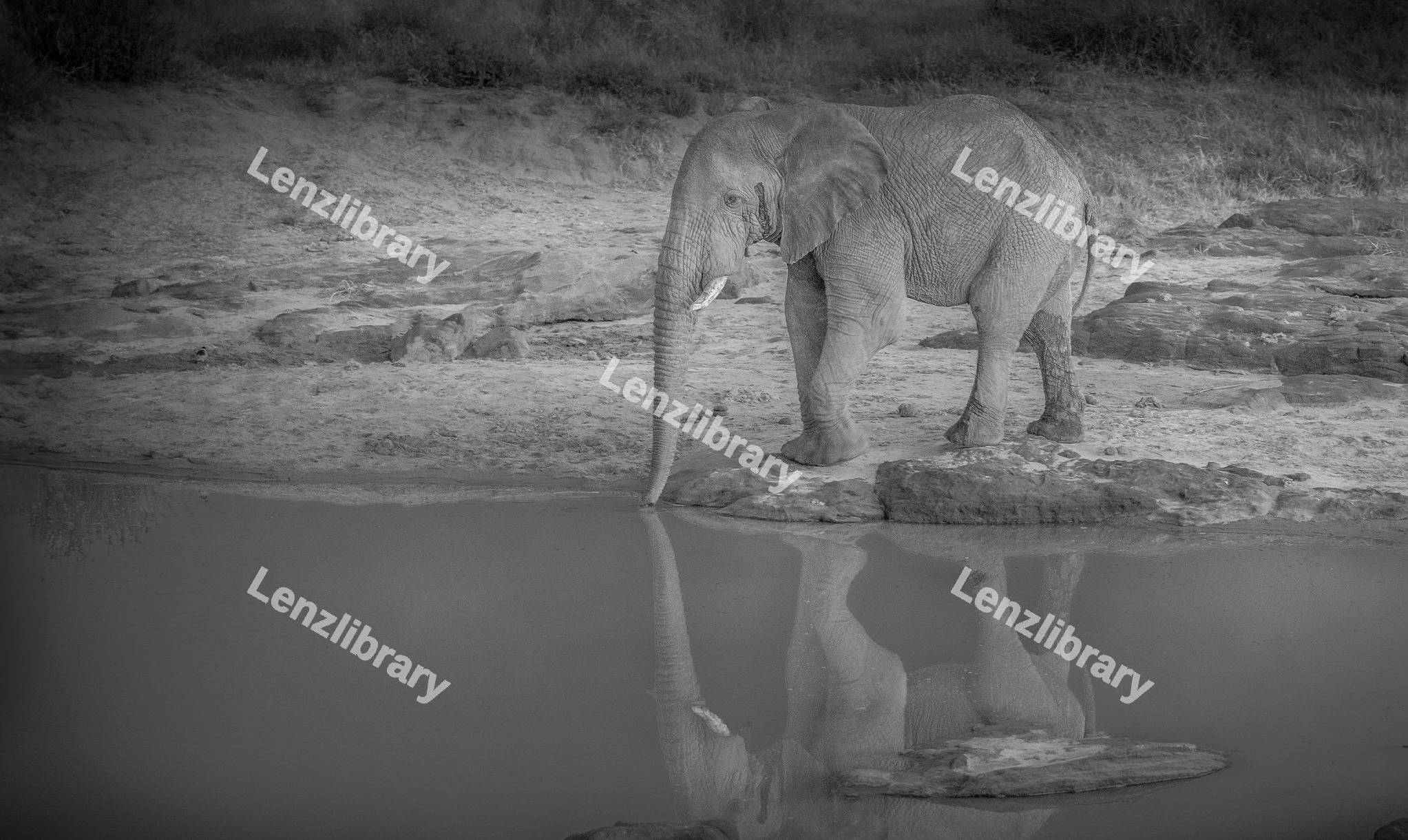 An Elephant drinking water